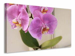 Leinwandbild Orchideen mit lila Blten in XL