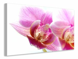 Leinwandbild Prchtige Phalaenopsis
