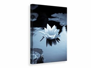 Leinwandbild Schwarzweissfotografie der Seerose