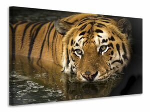 Leinwandbild Tiger im Wasser