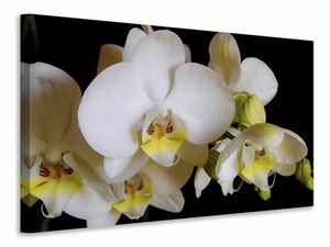 Leinwandbild Weisse Orchideen in der Blte