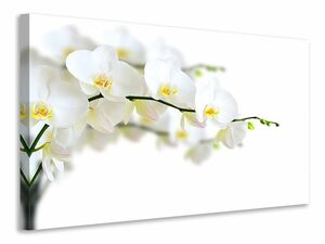 Leinwandbild Weisse Orchideen