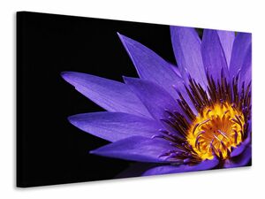 Leinwandbild XL Seerose in lila