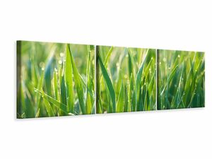 Panorama Leinwandbild 3-teilig Gras mit Morgentau XL