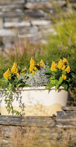 Blumenkasten Bew�sserungskasten Mareta 60 u. 80cm mit Selbstbew�sserung