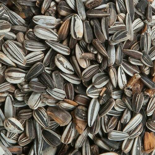 Pfiffikus Vogelfutter Sonnenblumenkerne gestreift 