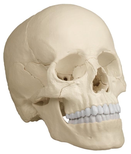 anatomisches Modell, Sch�del, skull Osteopathie, 22 Teile, nat�rliche Farbe
