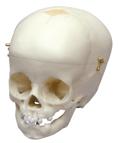 Kindersch�del, 12 Monate