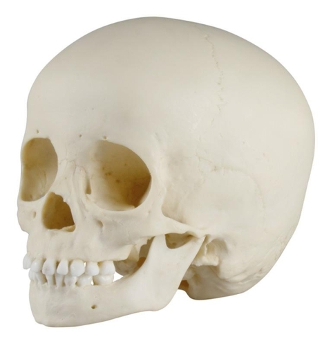 Kindersch�del, 3-j�hrig