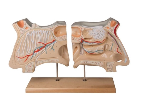 Nasen- und Riechorgan, Nase, Sch�delbasis bis Gaumen