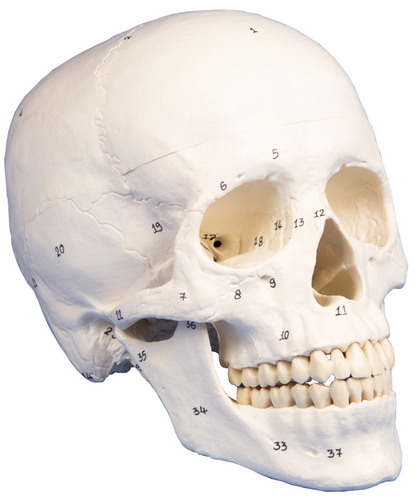 anatomisches Modell, Sch�del, skull, nummeriert, 3 Teile