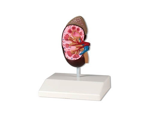 Niere, Nierenmodell, nat�rliche Gr��e, Nieren Modell