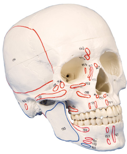 Sch�del, Kopf Skelett Skull, m. Muskelmarkierung, Sch�delmodell zerlegbar 3 Teile