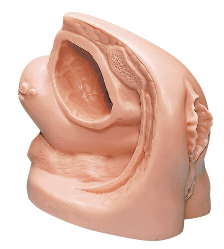 Katheterisierungsmodell Modell Simulator Katheterisierung weibl., Genital Modell