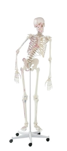 anatomisches Modell, Skelett mit beweglicher Wirbels�ule