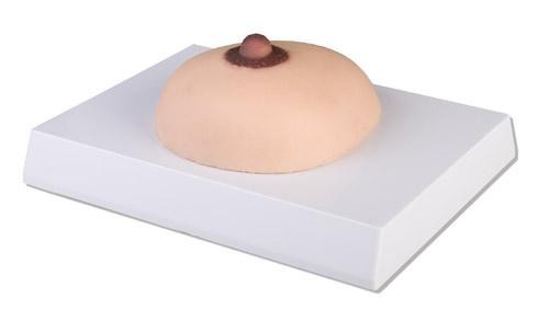 Brusttastmodell, Brustkrebs, Brust Tastmodell