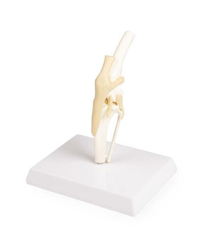 Hundeknie, Hunde Knie, Hund, auf Sockel, mittlere Gr��e