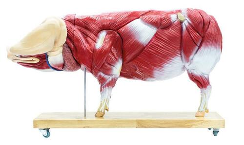 Didaktisches Schweinemodell, Schwein, 20-teilig, 1/2 nat�rliche Gr��e