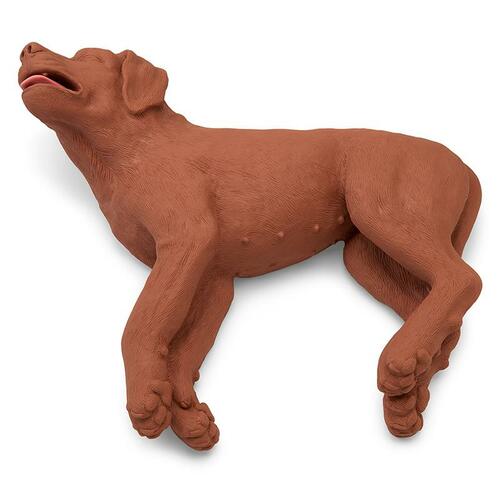 HLW �bungshund CasPer, Hund, �bungs Hund, Tiermedizin