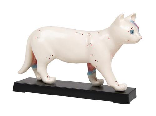 Akupunktur Modell Katze, 19 cm 