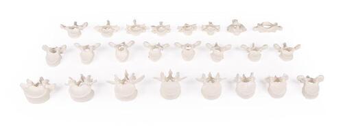 anatomisches Modell Wirbels�ule lose auf Gummi aufgesteckt, 7 HW, 12 BW, 5 LW