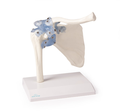 anatomisches Modell, Naturabguss Schultergelenk beweglich auf Stativ (abnehmbar)