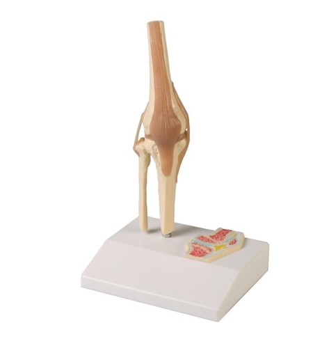 Mini Gelenkmodell Knie auf Sockel, etwa 1/2 nat�rlicher Gr��e, 12 x 10 x 20 cm