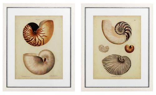 Casa Padrino Bilder / Kunstdruck Set Antiker Schneckenh�user Mehrfarbig 68 x H. 83 cm - Luxus Deko 