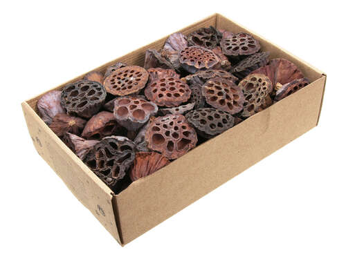 80 Lotuskolben klein 2-4cm Lotos Wasserlilie Exoten Trockenblumen