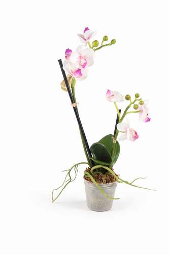 K�nstliche Orchidee Phalaenopsis im Topf - 2 Triebe - H ca. 30 cm - Kunstblume wei�-lila - Pflegeleicht & langlebig