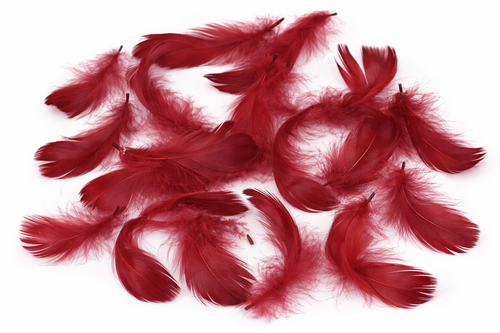 Echte Federn gef�rbt - ca. 270 St�ck - 5-10 cm - Naturfedern Basteln, Deko & Floristik 