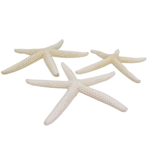 3 St�ck echte Seesterne gebleicht ca.10-14cm Finger starfish Deko Strand maritim