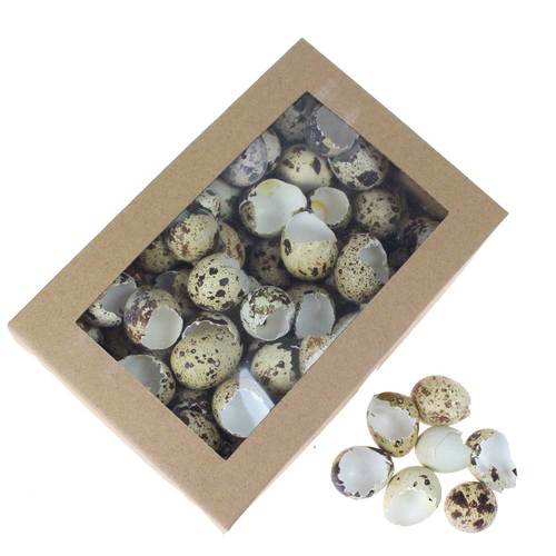 72 echte Wachteleier gebrochen ca 3cm lang Eier Ostereier Dekoeier ausgeblasen Ostern