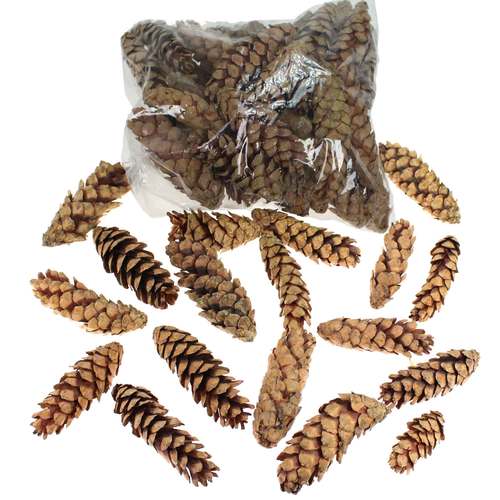 50 Strobuszapfen 10-15cm Zapfen Baumzapfen Kiefer Cone Dekozapfen Tannenzapfen