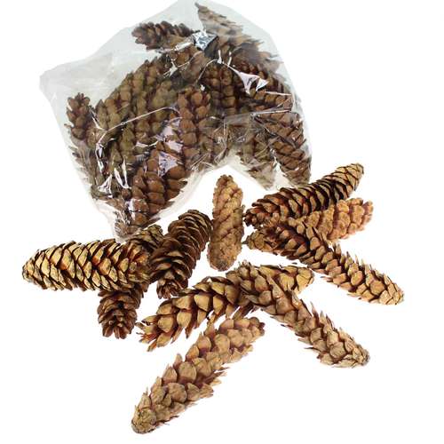 25 Strobuszapfen 16-25cm natur Zapfen Kiefer Dekozapfen Baumzapfen Tannenzapfen