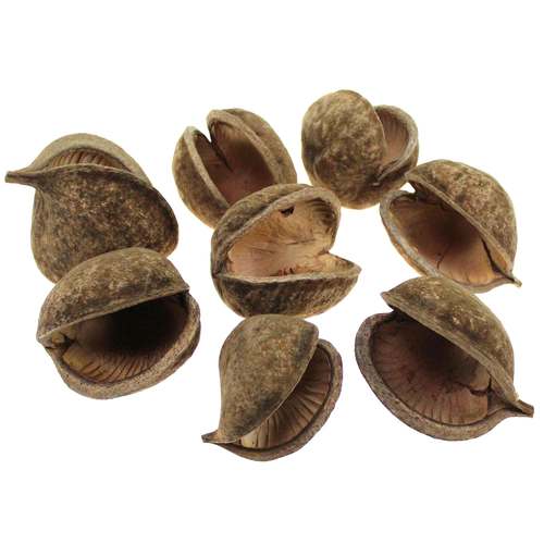 8 Buddha Nuts natur Buddhanut Nu� Exoten Trockenblumen Allerheiligen Budha Deko