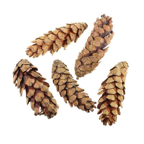 5 Strobus Zapfen ca10-15cm natur Weymouth Kiefer Baumzapfen Tannenzapfen Cone