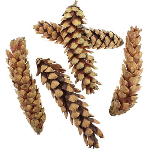 5 Strobus Zapfen ca.16-25cm natur Tannenzapfen Weymouth Kiefer Baumzapfen Cone