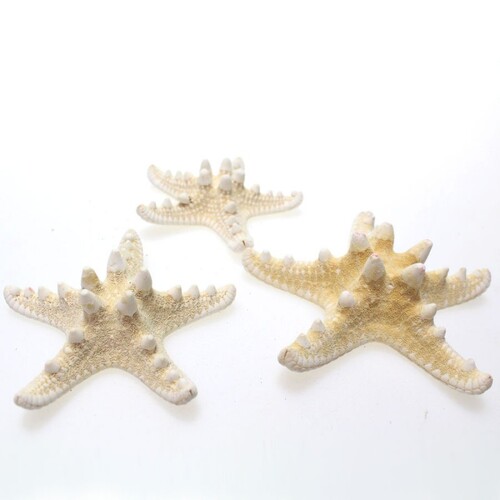 16 Seesterne echt Knobby ca7-10cm Maritim Deko starfish Strand Meer Beach Sommer