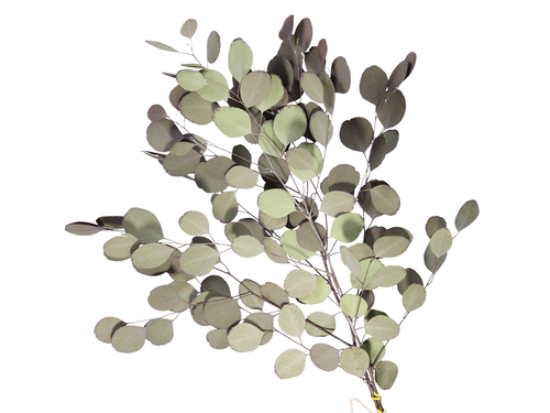 Populus Bund Eukalyptus getrocknet L ca. 55cm Trockenblumen Gr�ser