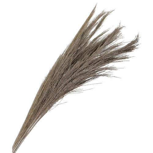 Broom Gras Bund getrocknet L ca. 90cm Ginstergras Trockenblumen Gr�ser Besengras 