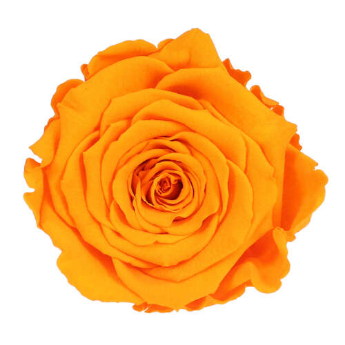 Infinity Rose L 5cm konserviert stabilisiert haltbar Rosenkopf ewige Rosenbl�te