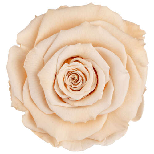 Infinity Rose L 5cm konserviert stabilisiert haltbar Rosenkopf ewige Rosenbl�te