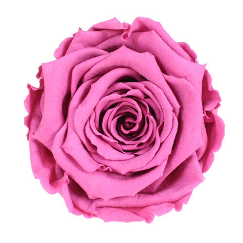 Infinity Rose L 5cm konserviert stabilisiert haltbar Rosenkopf ewige Rosenbl�te