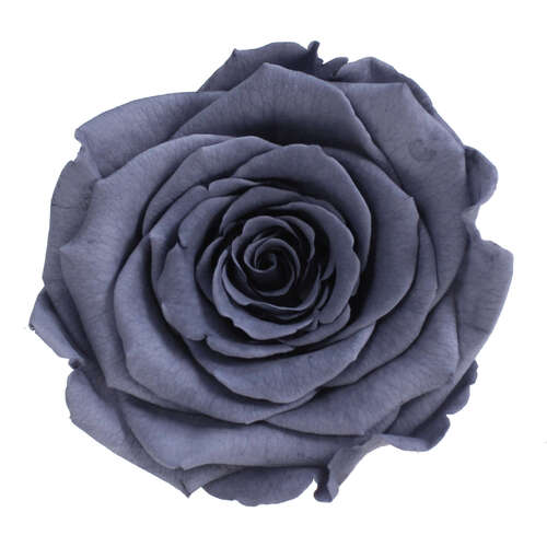 Infinity Rose L 5cm konserviert stabilisiert haltbar Rosenkopf ewige Rosenbl�te