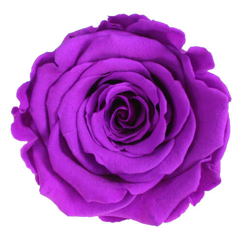 Infinity Rose L 5cm konserviert stabilisiert haltbar Rosenkopf ewige Rosenbl�te