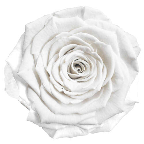 Infinity Rose L 5cm konserviert stabilisiert haltbar Rosenkopf ewige Rosenbl�te