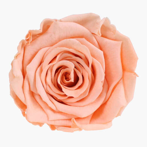 Infinity Rose L 5cm konserviert stabilisiert haltbar Rosenkopf ewige Rosenbl�te