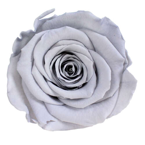 Infinity Rose L 5cm konserviert stabilisiert haltbar Rosenkopf ewige Rosenbl�te