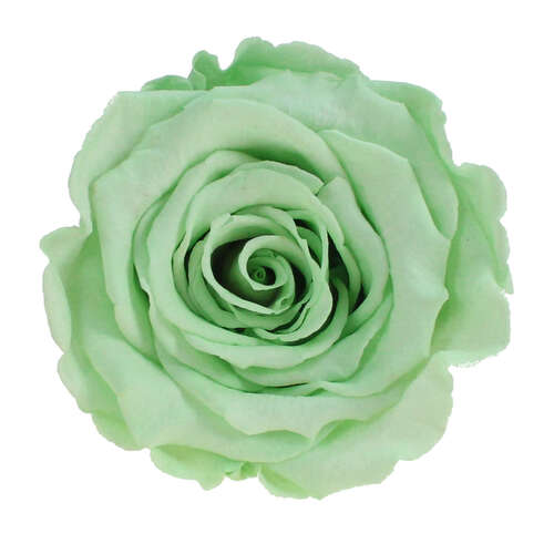 Infinity Rose L 5cm konserviert stabilisiert haltbar Rosenkopf ewige Rosenbl�te